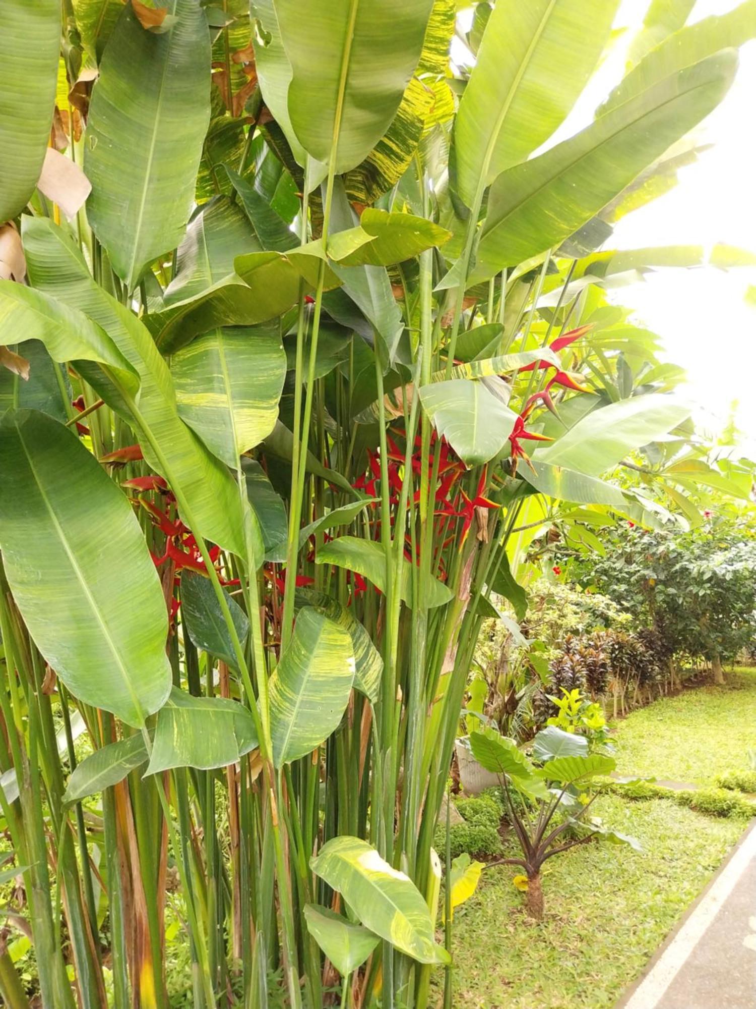 Puri Prana Guest House Ubud  Luaran gambar