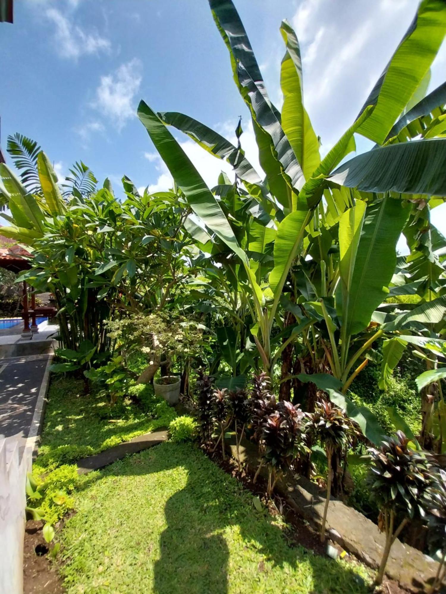 Puri Prana Guest House Ubud  Luaran gambar
